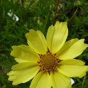 Coreopsis x 'Full Moon' fleur
